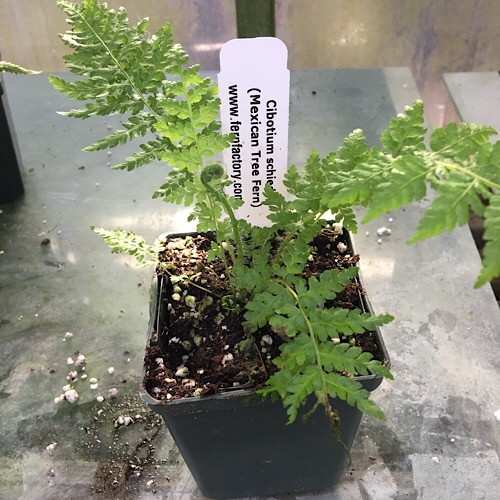 Tree Fern